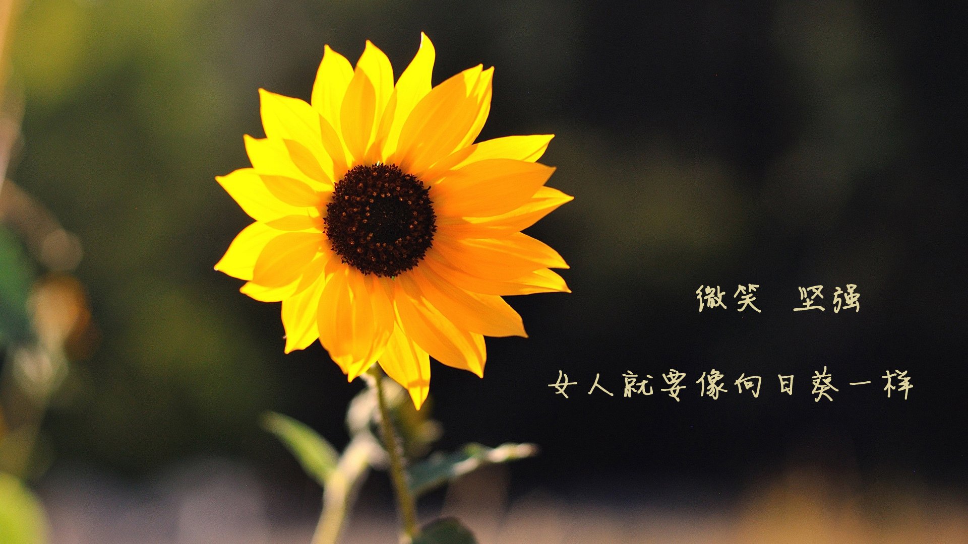 开云官网-巴西举办篮球社区联赛，巴西国家篮球队