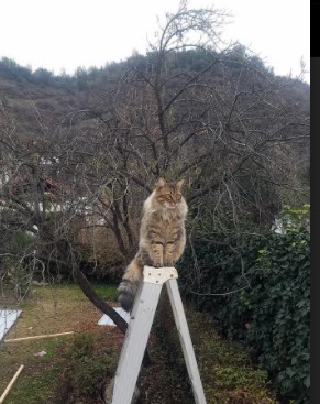 中国足球青少年足球俱乐部发展迅速,中国青少年足球俱乐部发展情况